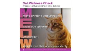 Image showcasing Early Detection and Management of Feline Diabetes: What Cat Owners Need ...