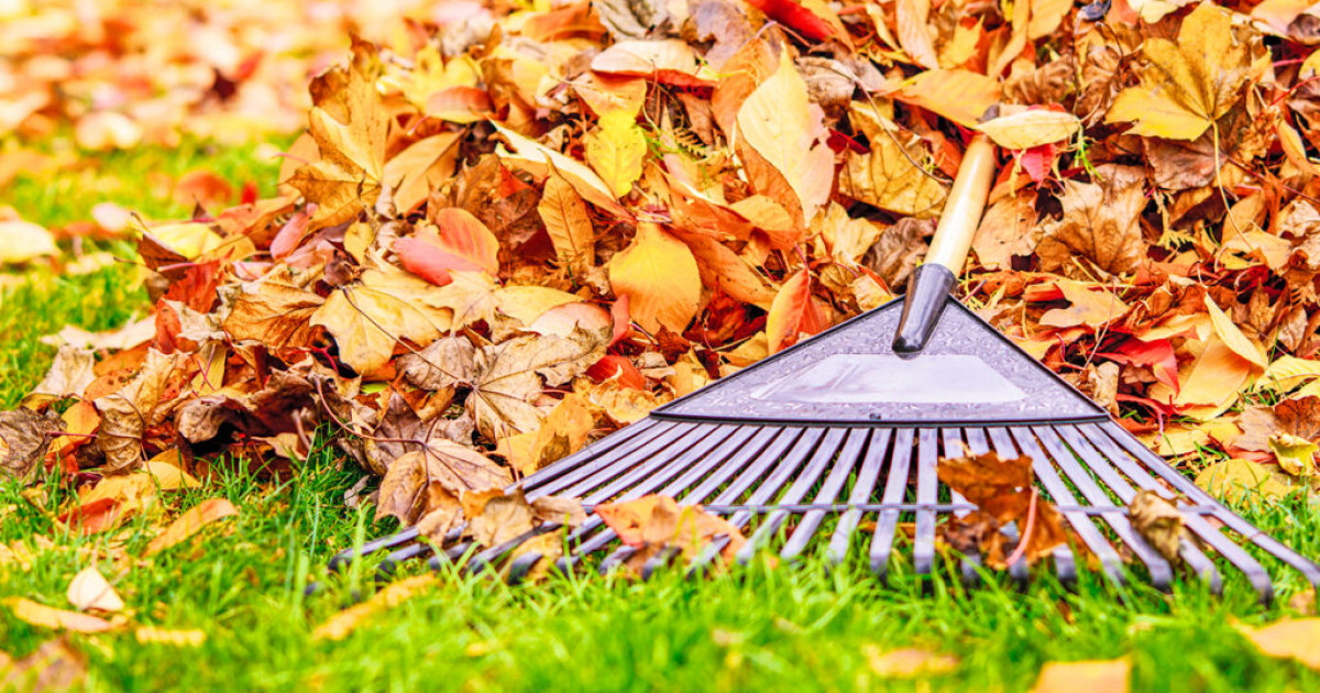 Salamanca DPW announces leaf pickup schedule - Salamanca Free Press