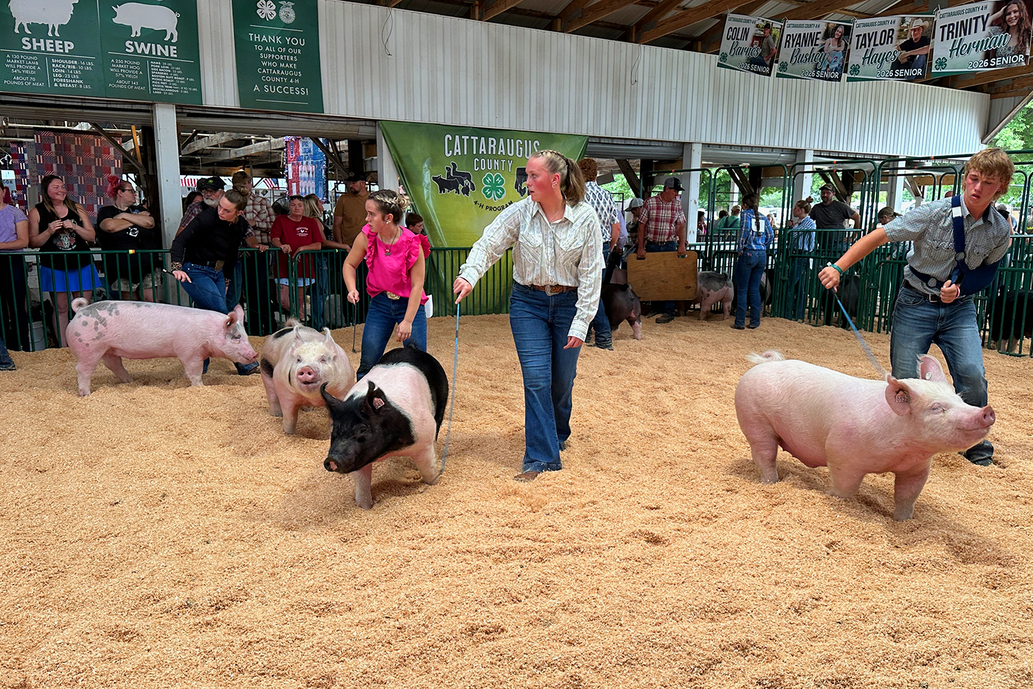 Cattaraugus County Fair continues this week with concerts, animal shows and more
